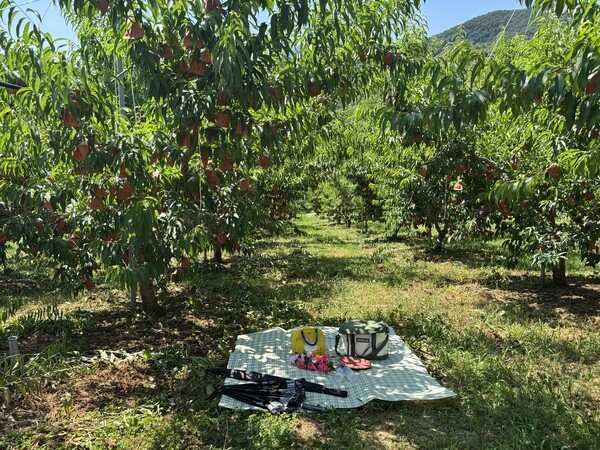 복사꽃길청년들