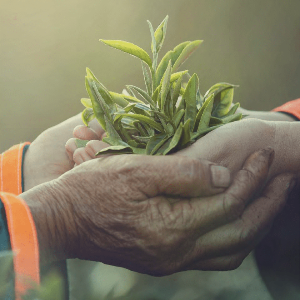 크레이지 슬롯 먹튀