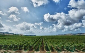 [손진호 교수의 와인 Pick] VIGNETI ZABÙ, VINI DI SICILIA