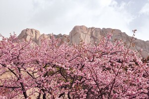 카시아 속초 '호라이즌', 스프링 블로섬 애프터눈 티 선봬